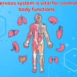 best supplements for nervous system