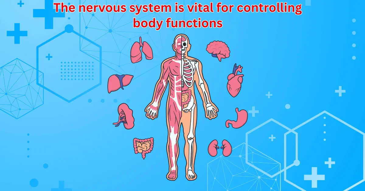 best supplements for nervous system