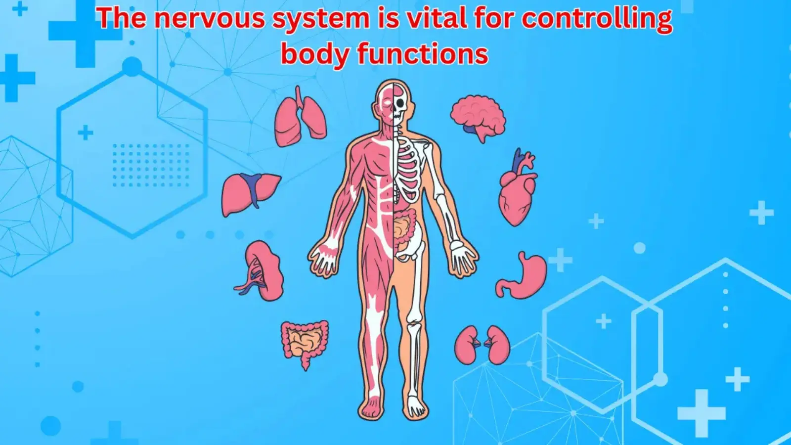 Best supplements for nervous system